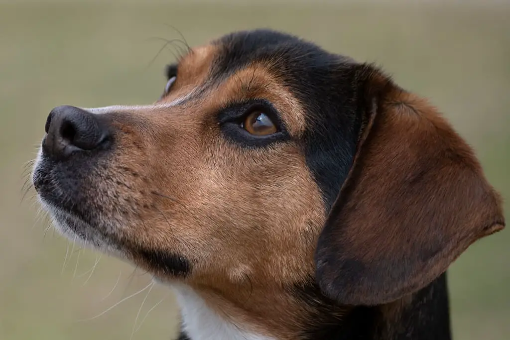 ultrasonic pest repeller safe for dogs
